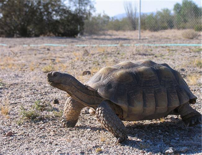 沙漠陆龟最低生存温度