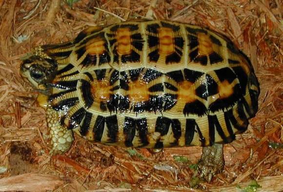 扁尾陆龟多少钱
