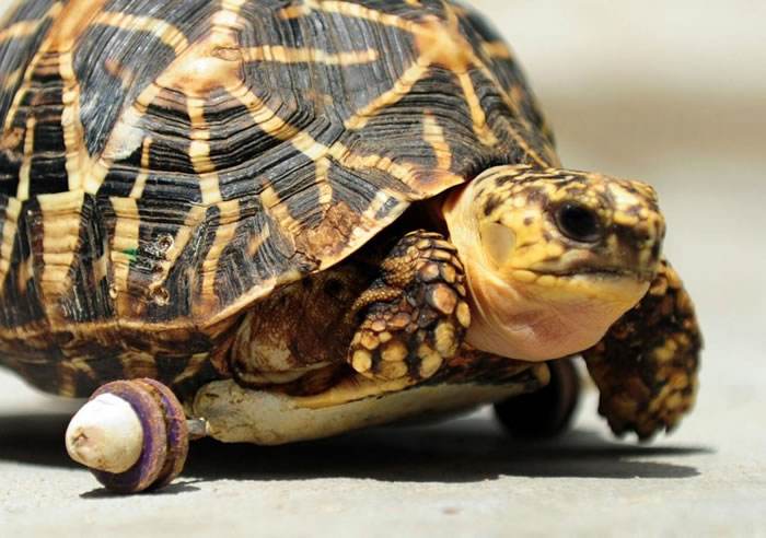 印度星龟能吃苕尖吗