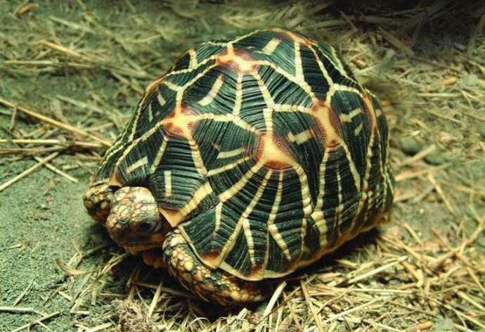印度星斑龟多少钱一只