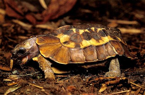 荷叶陆龟的寿命