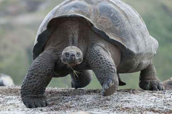 亚达伯拉象龟需要常泡澡吗