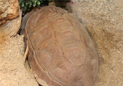 卡鲁海角陆龟的寿命