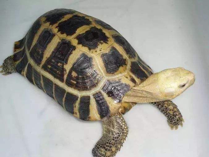 缅甸陆龟每天吃多少