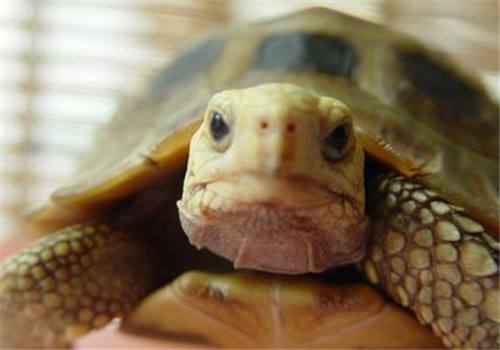 缅甸陆龟饲养环境