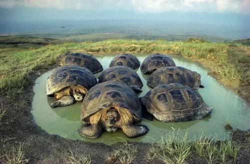 加拉帕戈斯象龟吃什么