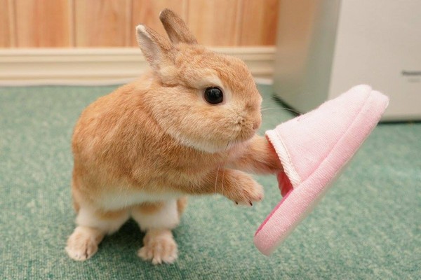 侏儒兔怎么训练上厕所