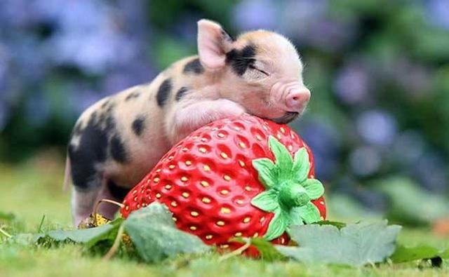 胡利亚尼猪能长到多少斤