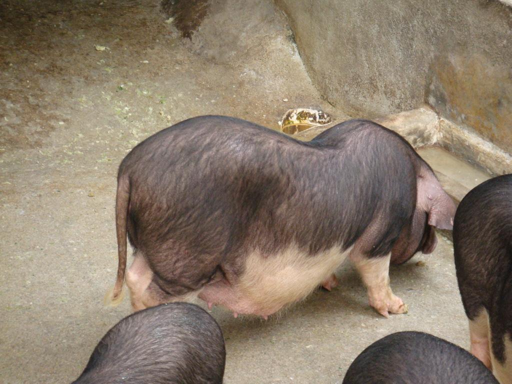 越南大肚猪和陆川母猪有什么区别