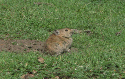 藏鼠兔吃什么