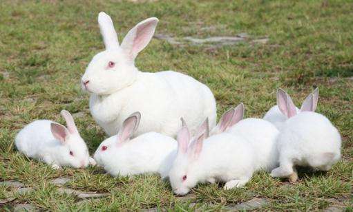 日本大耳白兔特点