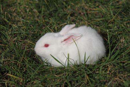 日本大耳白兔是保护动物吗