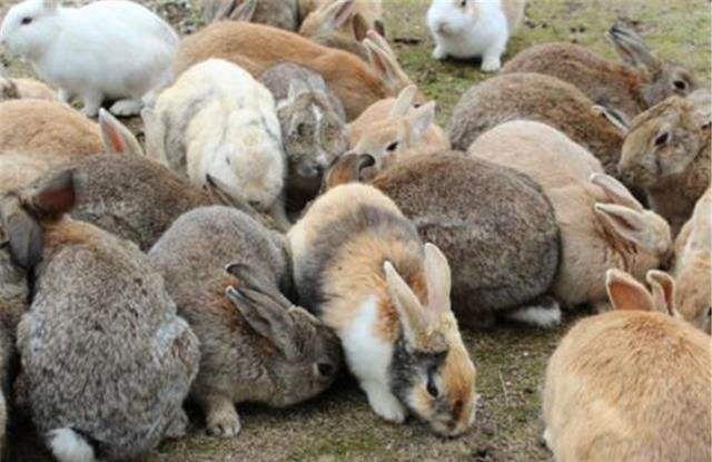 中国野兔繁殖