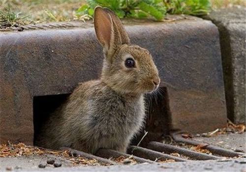 灰栗兔能长多大