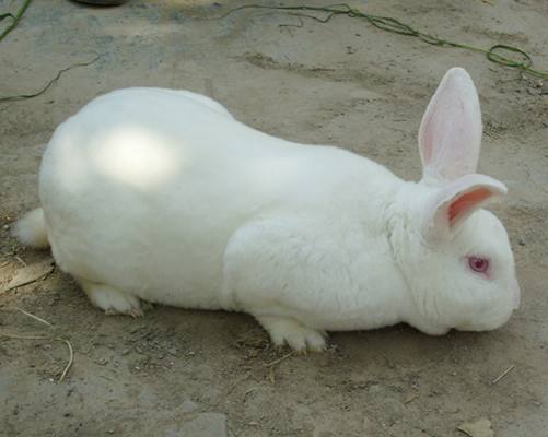 哈白兔饲养条件