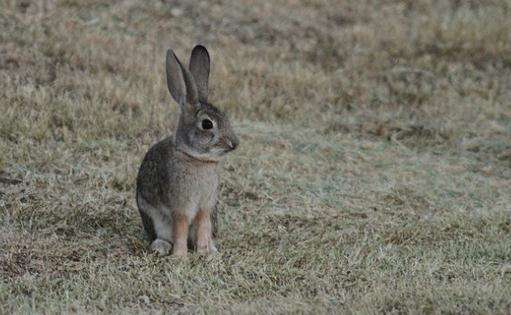 沙漠棉尾兔的寿命大约在几年