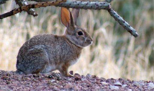 沙漠棉尾兔为什么不怕热