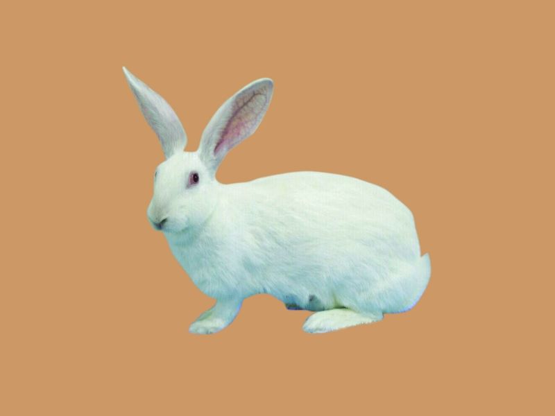 中国白兔和家兔的区别