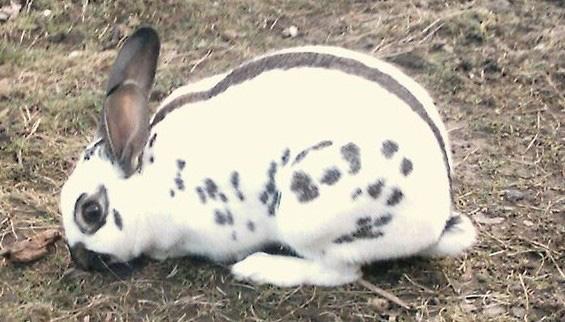 英国斑点兔有气味吗