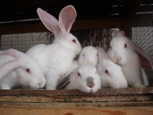 兔子如何辨认日本大耳白兔