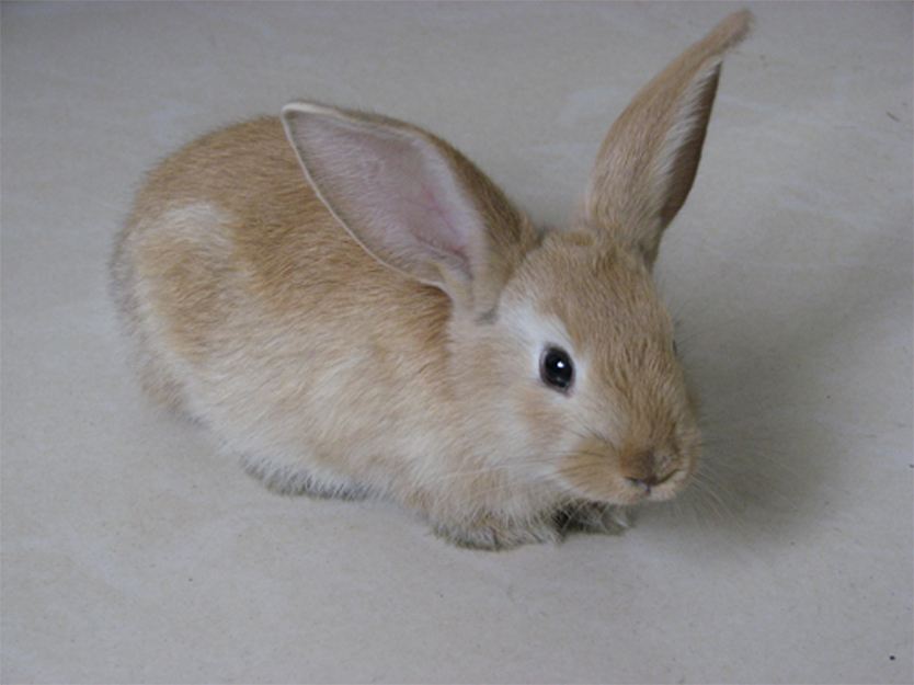 侏儒海棠兔的耳朵为什么那么短