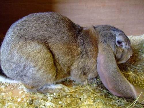 英国垂耳兔能长多重