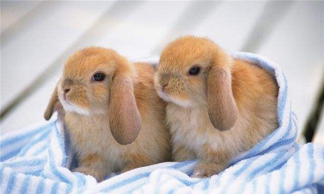 宠物兔品种 宠物兔有哪些品种