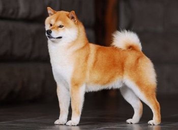 不掉毛的正常训练的长毛的日本柴犬