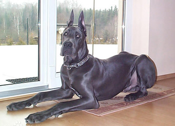 正常相处的大型的大丹犬