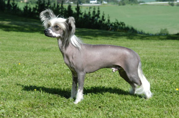 正常训练的一般粘人的小型的长毛的中国冠毛犬