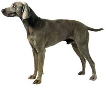 正常掉毛的一般粘人的大型的威玛猎犬