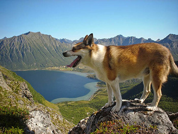 没有体味的正常掉口水的不粘人的挪威伦德猎犬