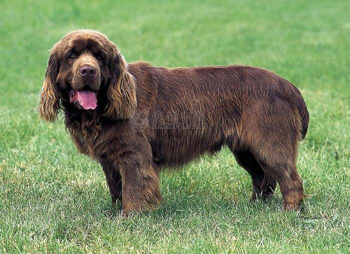 一般吵闹的正常体味的中型的长毛的布雷猎犬