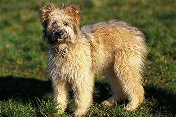 一般吵闹的容易训练的中型的长毛的比利牛斯牧羊犬