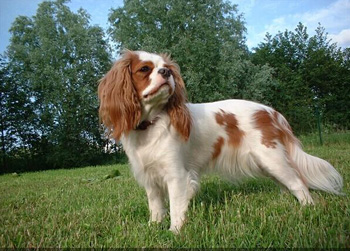 不掉毛的正常掉口水的小型的长毛的英国玩具猎鹬犬