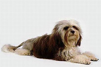 正常相处的没有体味的很少掉口水的长毛的罗秦犬