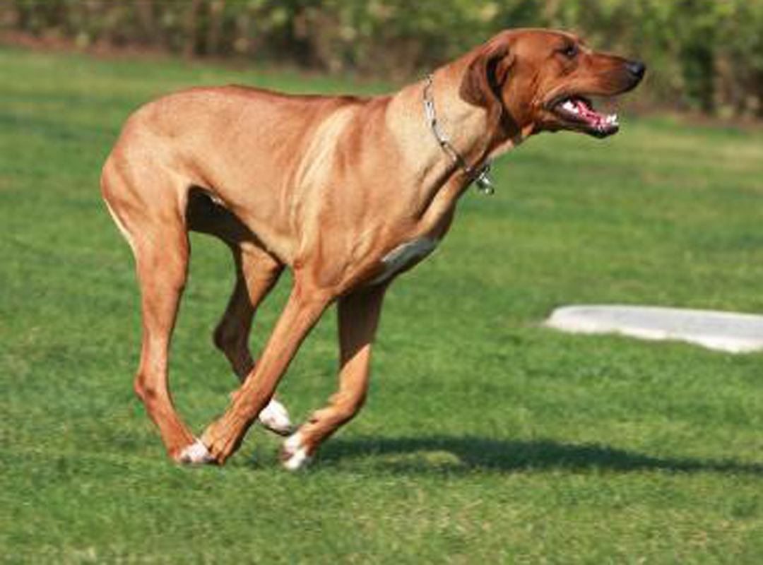 正常掉毛的正常掉口水的容易训练的一般粘人的罗得西亚脊背犬