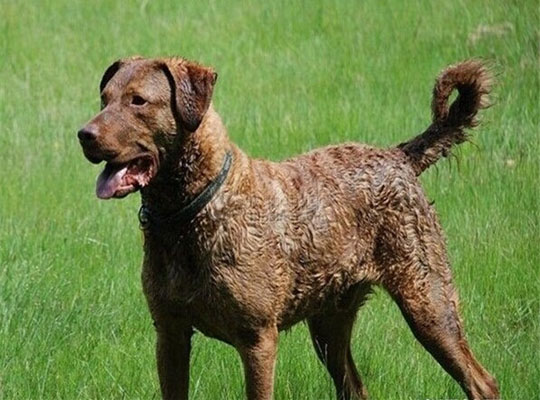 正常掉口水的大型的短毛的乞沙比克猎犬
