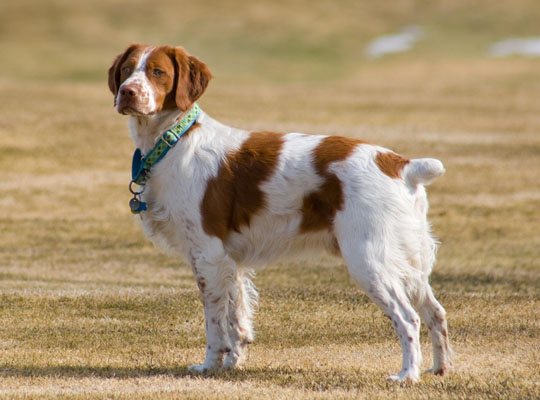 一般吵闹的正常相处的正常体味的短毛的布列塔尼犬