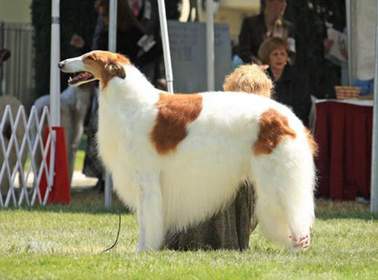 正常掉毛的正常掉口水的一般粘人的大型的苏俄猎狼犬