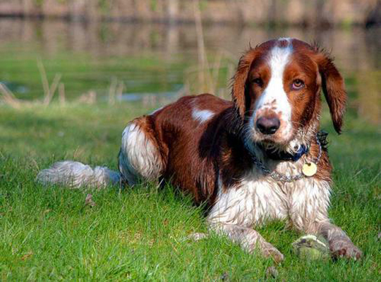 正常掉口水的正常训练的中型的威尔士跳猎犬