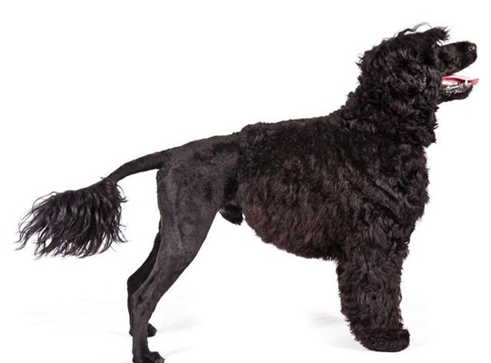 正常体味的容易训练的中型的长毛的葡萄牙水犬