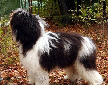 正常掉口水的容易训练的中型的长毛的波兰低地牧羊犬