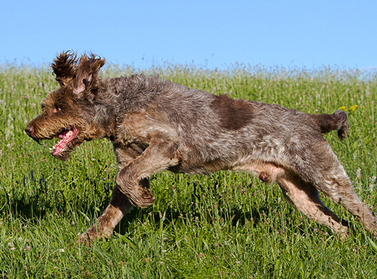 一般吵闹的正常掉口水的正常训练的大型的史毕诺犬
