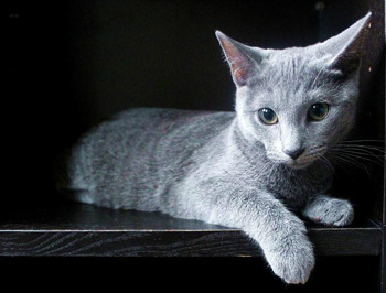 没有体味的正常训练的俄罗斯蓝猫