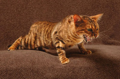 没有体味的最难训练的短毛的玩具虎猫
