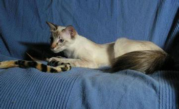 正常相处的容易训练的长毛的巴厘猫
