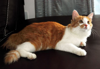 正常训练的长毛的土耳其安哥拉猫