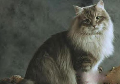 很好相处的长毛的内华达猫