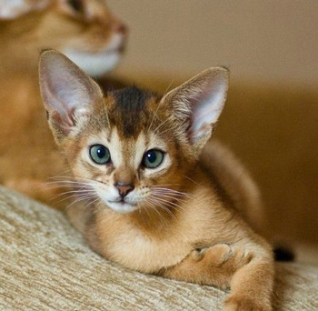 很少掉口水的一般粘人的阿比西尼亚猫